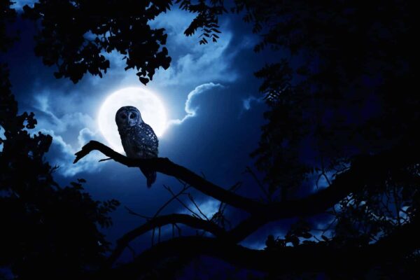 Night Owls Are Smarter & Have Higher IQs